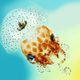Pequeño calamar hawaiano. Mark R Smith, Macroscopic Solutions